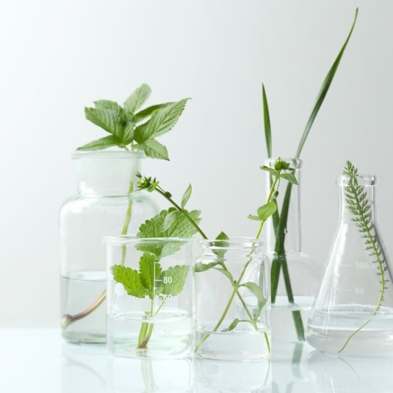 Mélisse : comment cette plante favorise la détente et un meilleur sommeil ?