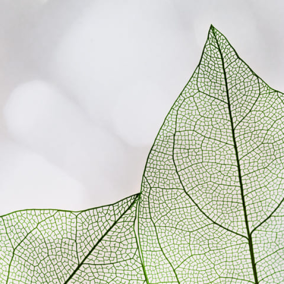 Comment mieux dormir naturellement grâce aux plantes ?