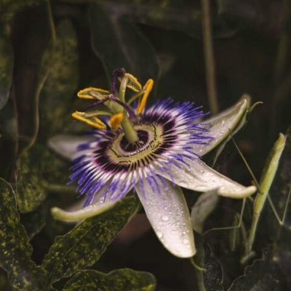 La passiflore : la plante du sommeil