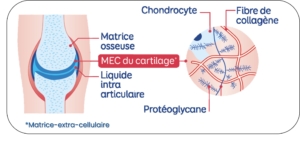 Cartilage articulaire Alvityl Chrondroflex