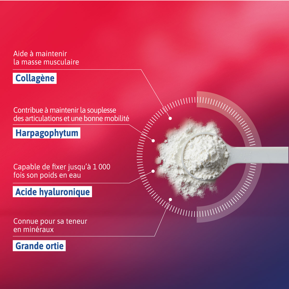 Alvityl Chondroflex Collagène composition du produit