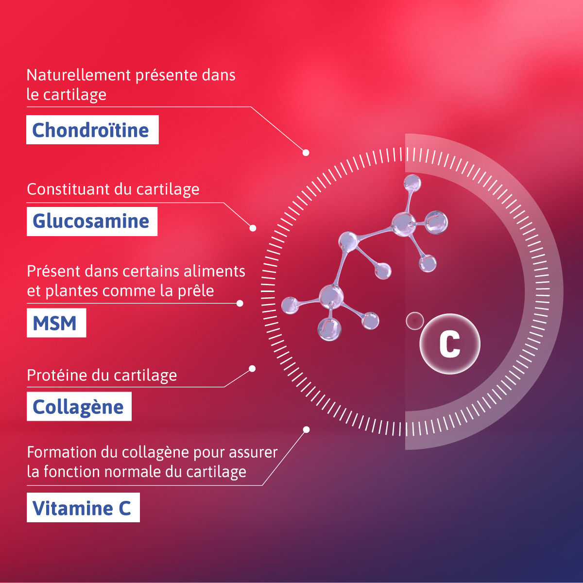 Alvityl Chondroflex composition du produit